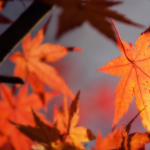 autumn-leave-1415541_1280